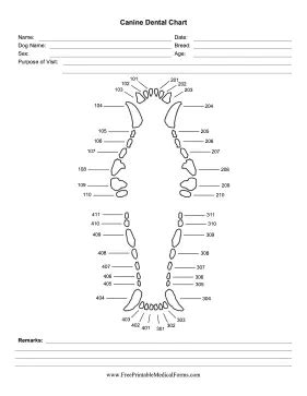 Printable Canine Dental Chart